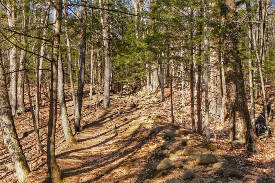 Adirondack Prospect Mountain Hiking Trail, Tree Shadows, Lake George, NY