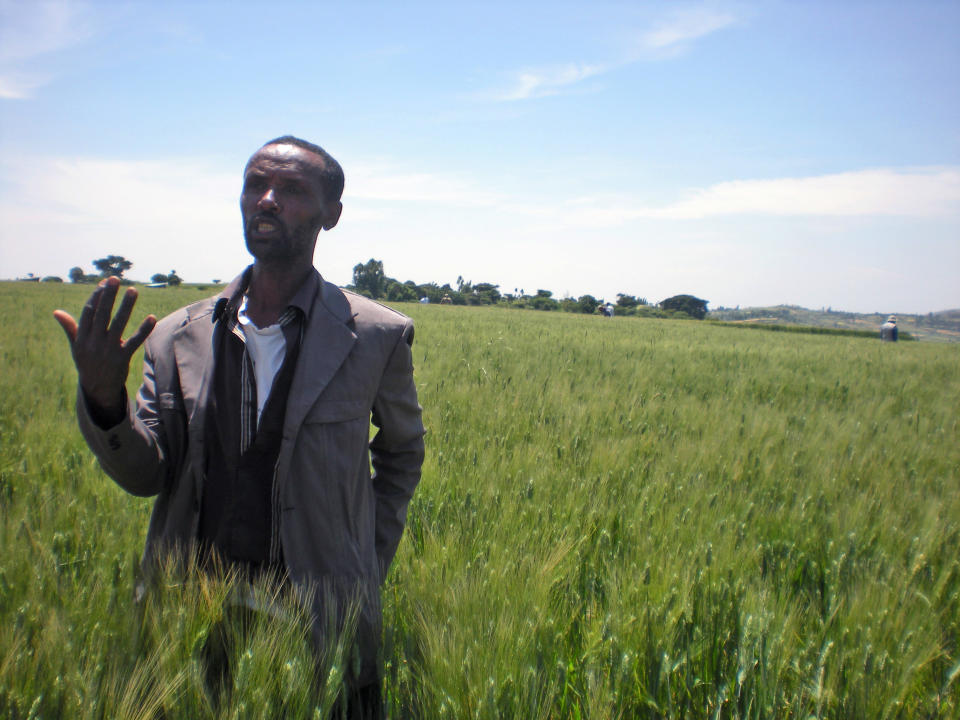 In this photo taken on Wednesday, Oct. 10, 2012 farmer Bedlu Mamo, stands in the middle of a field, on his half hectare wheat farm near Debre Zeit, in Ethiopia’s Amhara region. Bedlu says it is the first time he planted the Mangudo variety durum wheat on the farm. The U.N.'s Food and Agricultural Organization is marking World Food Day on Tuesday Oct. 16, 2012, a day dedicated to highlighting the importance of global food security. The FAO said hunger is declining in Asia and Latin America but is rising in Africa. One in eight people around the world goes to bed hungry every night. The International Maize and Wheat Improvement Center says that although maize has long been considered the most important cereal crop in sub-Saharan Africa, demand for wheat is growing faster than for any other food crop. (AP Photo/Kirubel Tadesse Ayetenfisu)