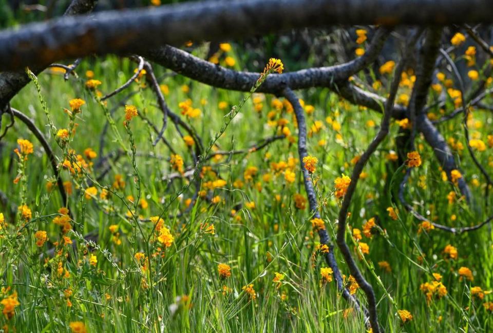 Fiddlenecks sprout up around a fallen tree branch along the San Joaquin River Trail on Wednesday, April 12, 2023.