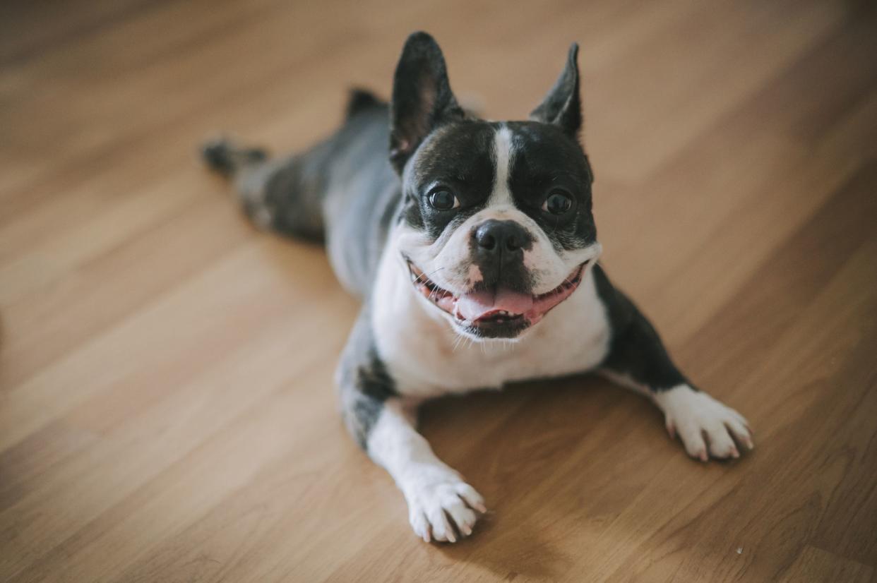 french bulldog looking at camera lying down on wood flooring