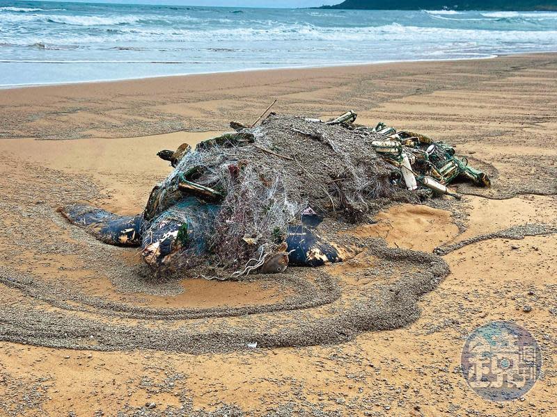 2022年2月1日，一頭罕見的革龜擱淺新北貢寮沙灘，若非有兩隻鰭足外露，這頭泅困於沙灘的海龜，已難辨面目。（吳盛琳攝）