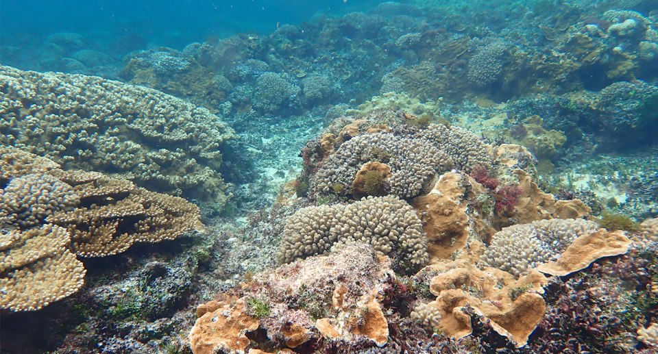 Coral underwater.