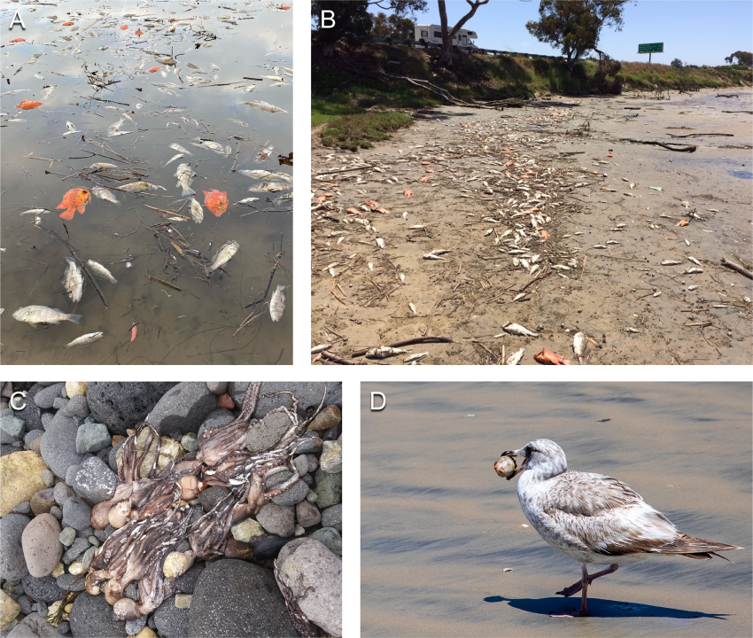 Examples of fish and invertebrate mortality during the 2020 red tide, documented by local citizens. (A, B) Dead fish at Agua Hedionda Lagoon, May 2, 2020. (A) Thousands of fishes floated to the surface (Credit: S Anthony), and (B) subsequently washed ashore (Credit: Gary Cotter). (C) Dozens of dead octopuses washed ashore in Ensenada, Mexico, May 10, 2020. (Credit: Lydia Ladah, Ensenada Center for Scientific Research and Higher Education.) (D) Scavengers, like this California seagull with a sweet potato sea cucumber in its beak, removed dead organisms from the beach in La Jolla, May 6, 2020. (Credit: Jenny Lisenbee.) The authors said the full extent of the mass mortality was challenging to measure, partly due to these scavengers and human clean-up efforts. (UC San Diego)