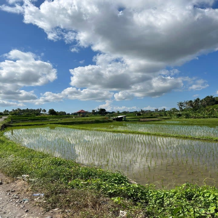 a view of rice fields in Bali, Indonesia