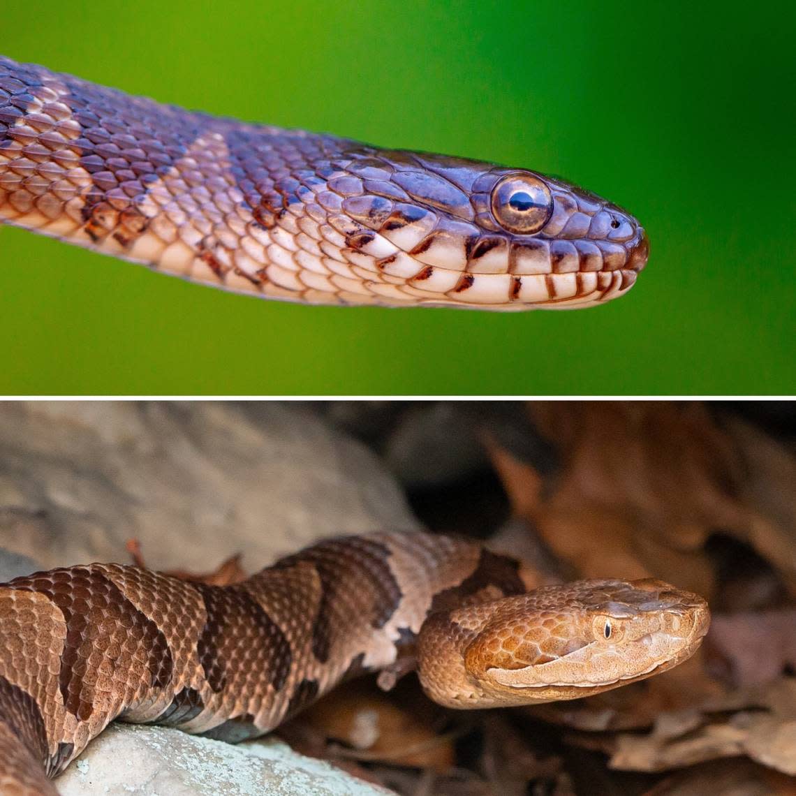 On top, the scales on a watersnake with the dark spots being widest on top. The bottom photo shows the hourglass-shaped pattern of Copperhead snakes.