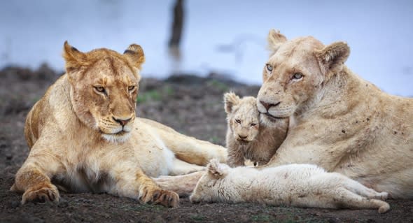 First-ever pictures of white lion cubs in the wild