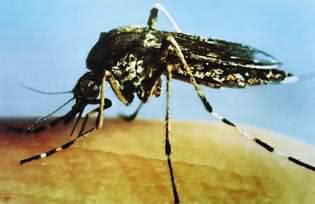 Mosquito-borne illnesses are a threat until the first hard frost, according to public health officials.
