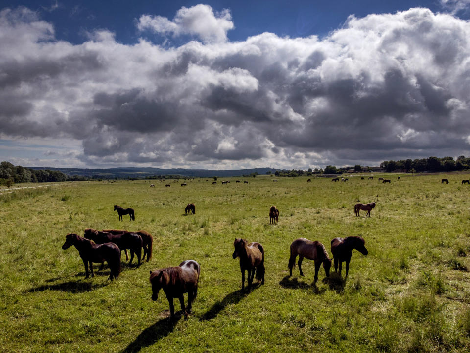 Clouds drift over a paddock with Icelandic horses in Wehrheim near Frankfurt, Germany, Monday, June 21, 2021. (AP Photo/Michael Probst)