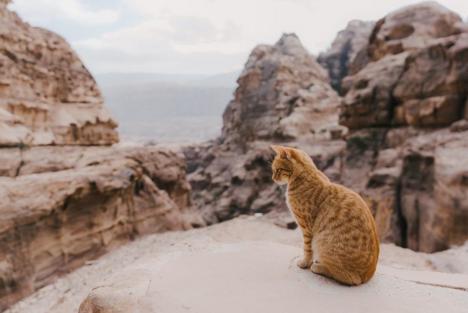 <p>Getty</p> A stock image of a cat