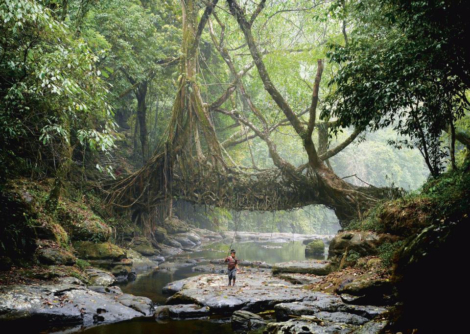 In the relentless damp of Meghalaya's jungles, the Khasi people have used the trainable roots of rubber trees to grow Jingkieng Dieng Jri living root bridges over rivers for centuries: Amos Chapple