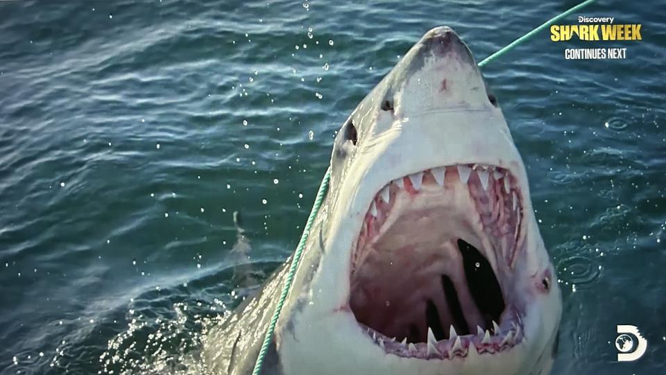 Great whites ultimately outmatched the much larger and now extinct megalodon with speed and agility.