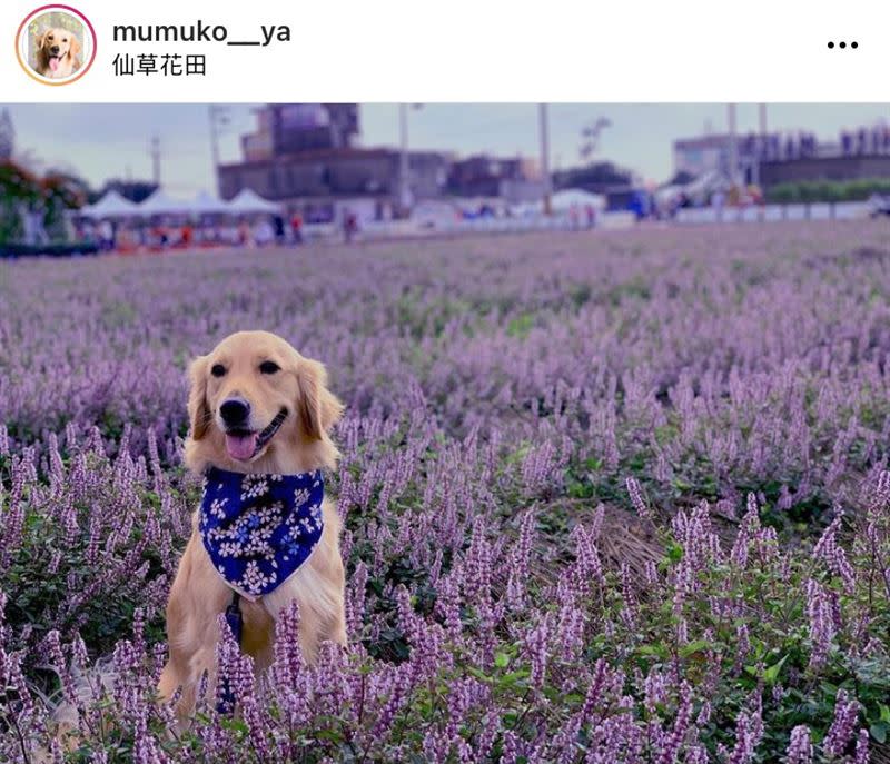 桃園仙草花節開跑，仙草花將一路綻放至12月13日！（圖／IG：mumuko__ya、FB：黃金姆姆Mu、IG：gaga82206 授權提供）