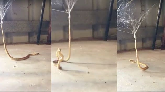 The snake began whipping back and forth constantly sticking its neck out, hissing at the mother recording. Photo: Facebook