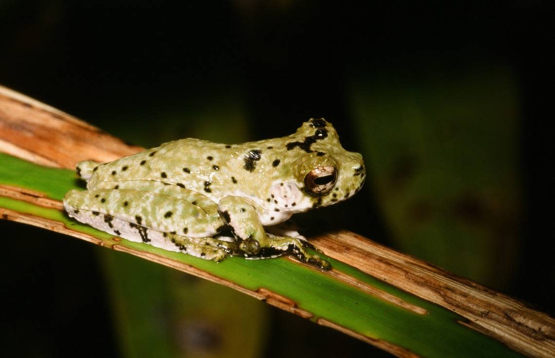 The crater mountain treehole frog or Litoria naispela. Photo from Steve Richards