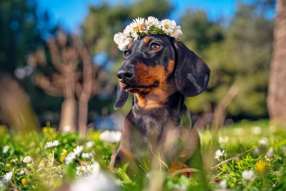 dachshund sitting in field of flowers wearing a crown of daisies