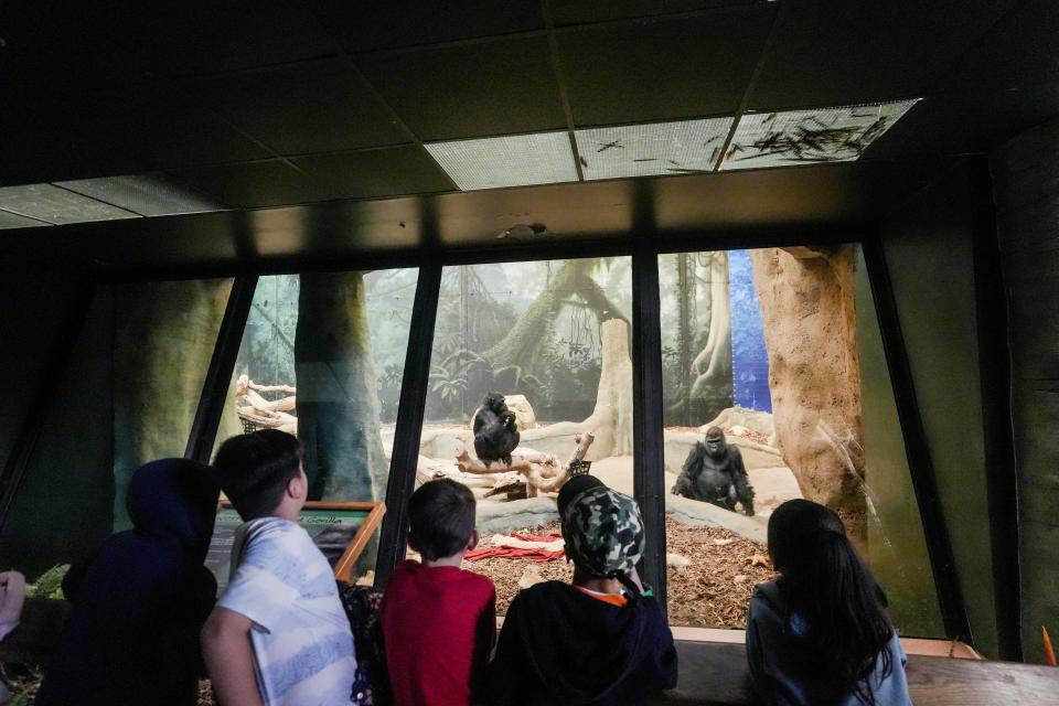 Children of all ages gather around a window in the Stearns Family Apes of Africa building at the Milwaukee County Zoo to see Azizi, right, on March 12, 2024.