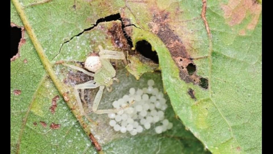 The spider’s abdomen is silver with a yellow pattern.