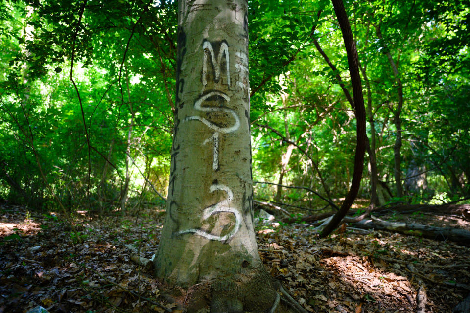 A tree with MS13 graffiti is pictured in the Langley Hampshire Neighborhood Park in Langley Park, Maryland, in a gang hangout area known as the cemetery. / Credit: Sarah L. Voisin/The Washington Post via Getty Images