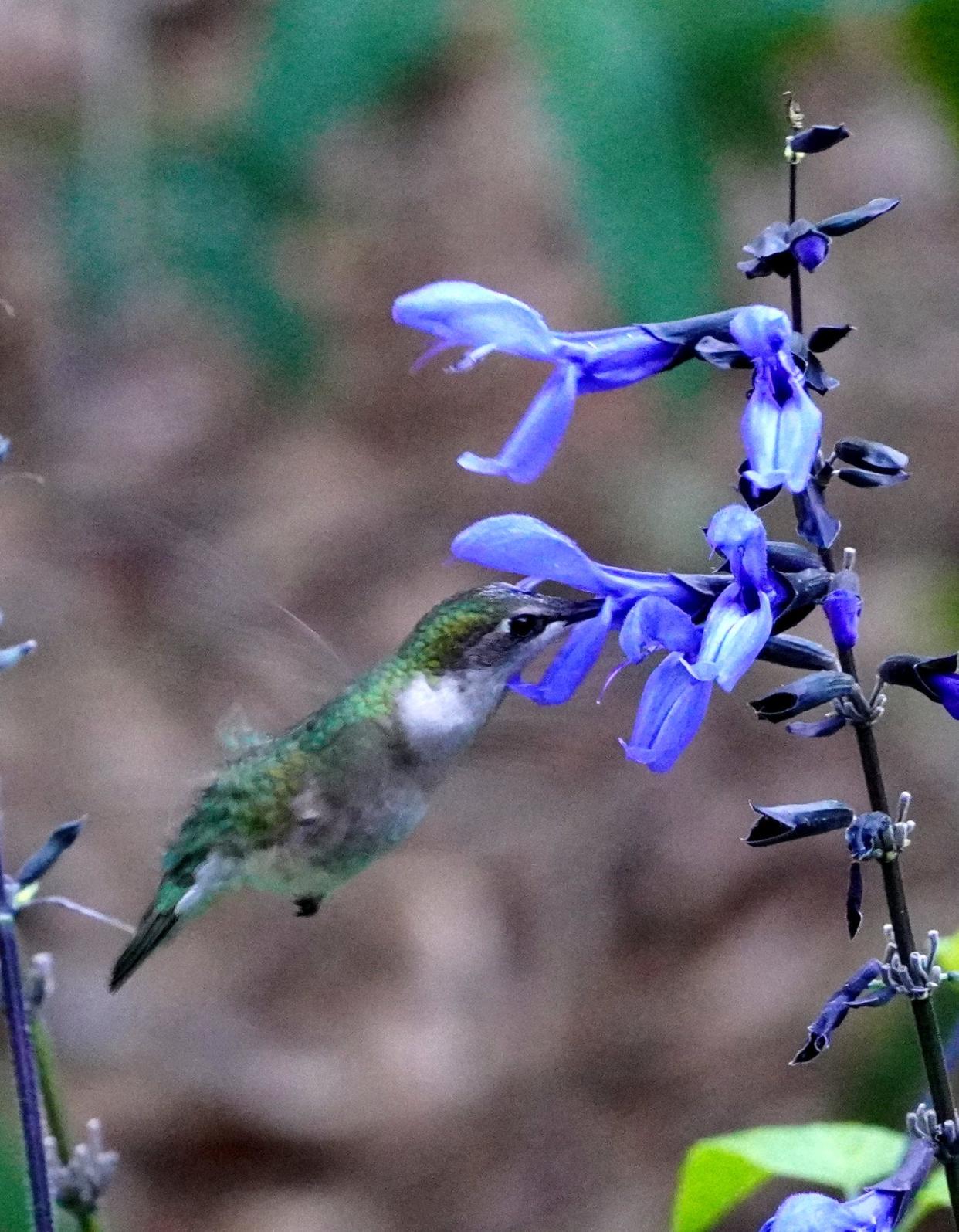 Black & Blue salvia, with its striking blue flowers, is loved by gardeners and hummingbirds alike.