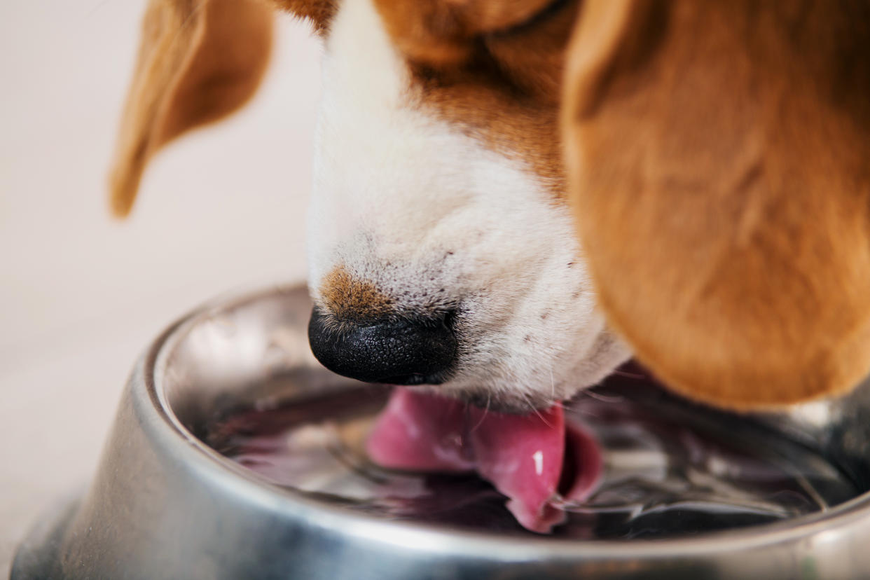 El agua es clave para la salud de tu perro, así que es importante que nunca le falte. Foto: Getty Images. 