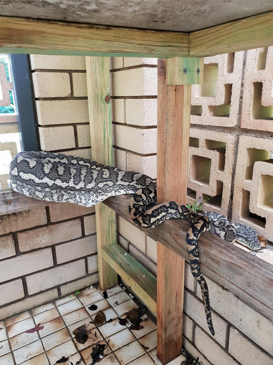 Snake sighting in Brisbane: The carpet python (pictured) after consuming a cat. 