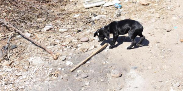 Rescatan a perro de un incendio en Tijuana 