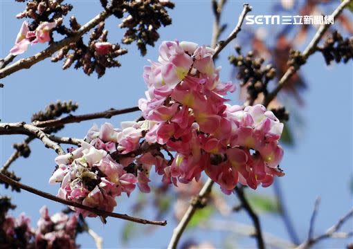 花旗木（圖／Skyscanner提供）