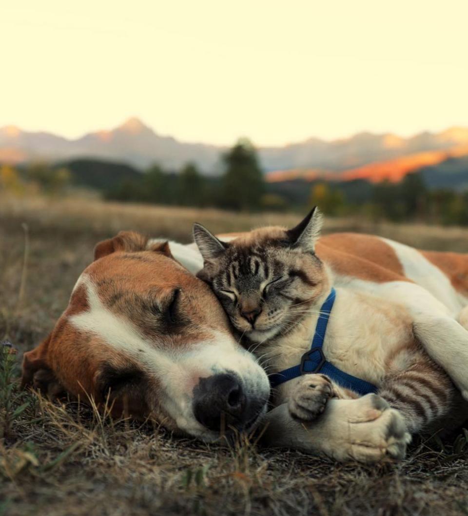 Henry and Baloo are the best travel buddies.&nbsp; (Photo: <a href="https://www.instagram.com/henrythecoloradodog/" target="_blank">@henrythecoloradodog</a>)