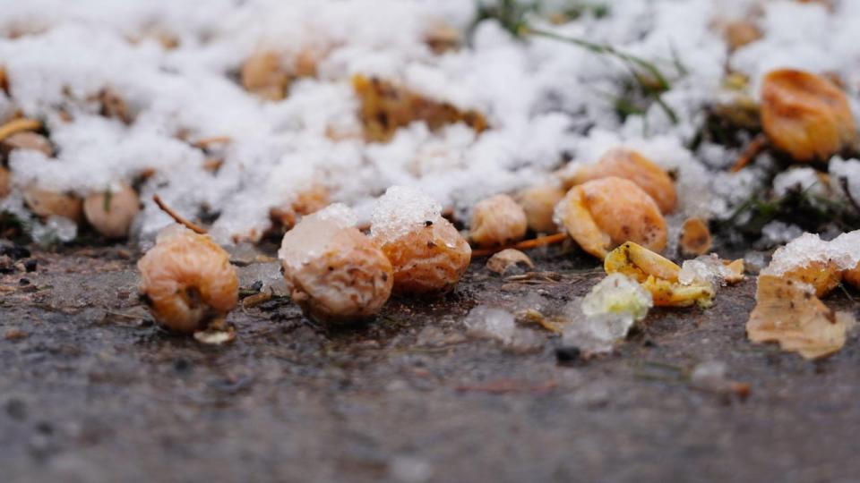 The fleshy seed pod surrounding the ginkgo seed contains butyric acid, which gives it a stinky, vomit smell.