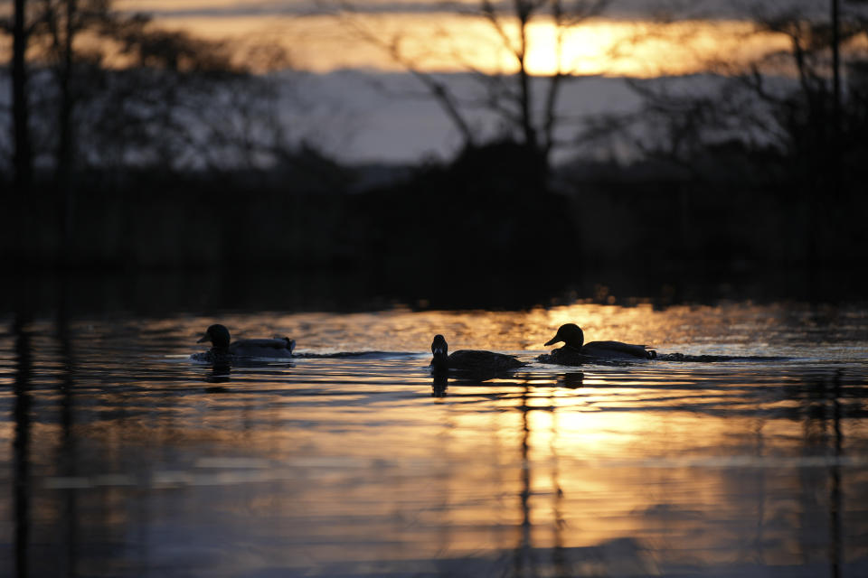 Ducks silhoutted in a pond at sunrise