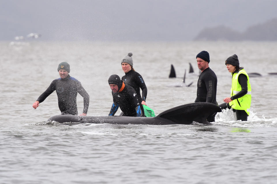 Members of a rescue crew stand with a whale on a sand bar near Strahan, Australia, Tuesday, Sept. 22, 2020. Around one third of an estimated 270 pilot whales that became stranded on Australia's island state of Tasmania had died as rescuers managed to return 25 to the sea in an ongoing operation. (Brodie Weeding/Pool Photo via AP)