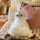 <p>The singer loves showing off her cats on the social media platform which is the only time we get a glimpse inside her Nashville home. We think we spy a booze cabinet in the background, so when can we move in Taylor?</p><p><a href="https://www.instagram.com/p/B_Tb8N4DyKM/" rel="nofollow noopener" target="_blank" data-ylk="slk:See the original post on Instagram;elm:context_link;itc:0;sec:content-canvas" class="link ">See the original post on Instagram</a></p>