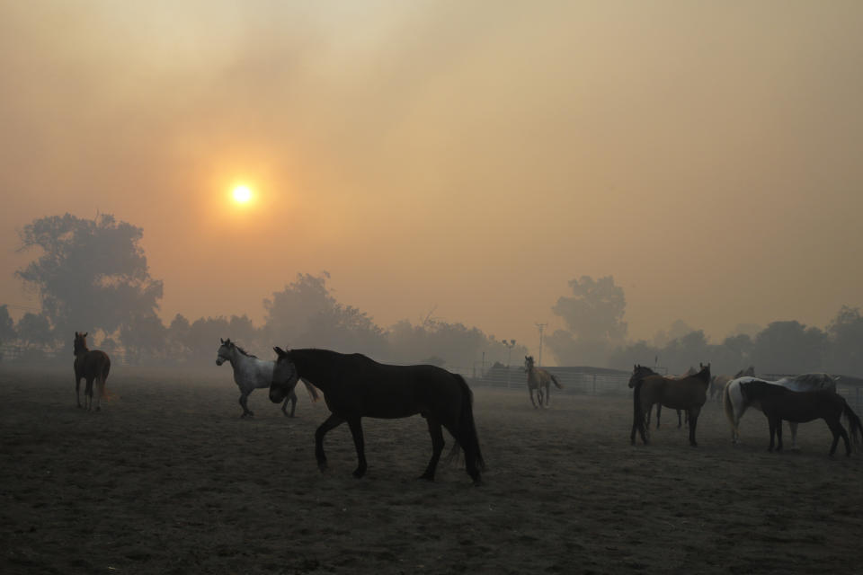 Horses are seen at a ranch as smoke fills the sky in Simi Valley, Calif., Oct. 30, 2019.  (Photo: Ringo H.W. Chiu/AP)