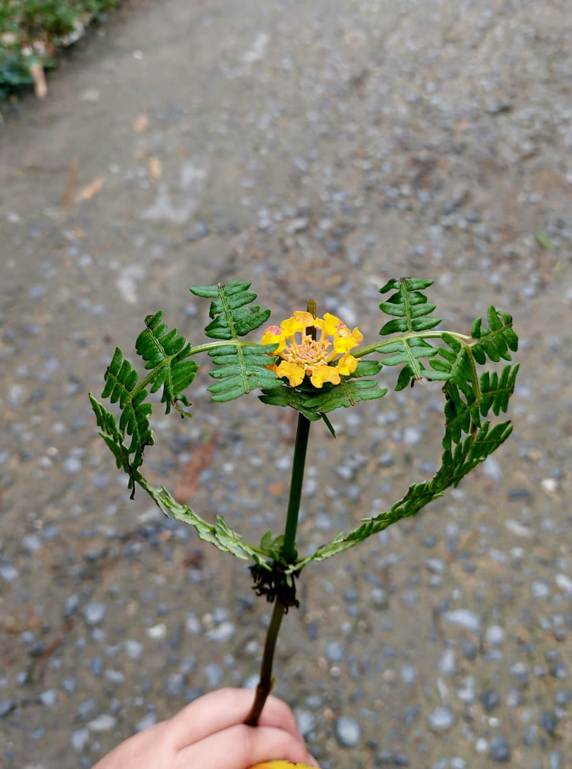 當地小孩會以花草折成愛心花束送給旅客，再兜售自己身上的商品。（圖／魏妤靜攝）