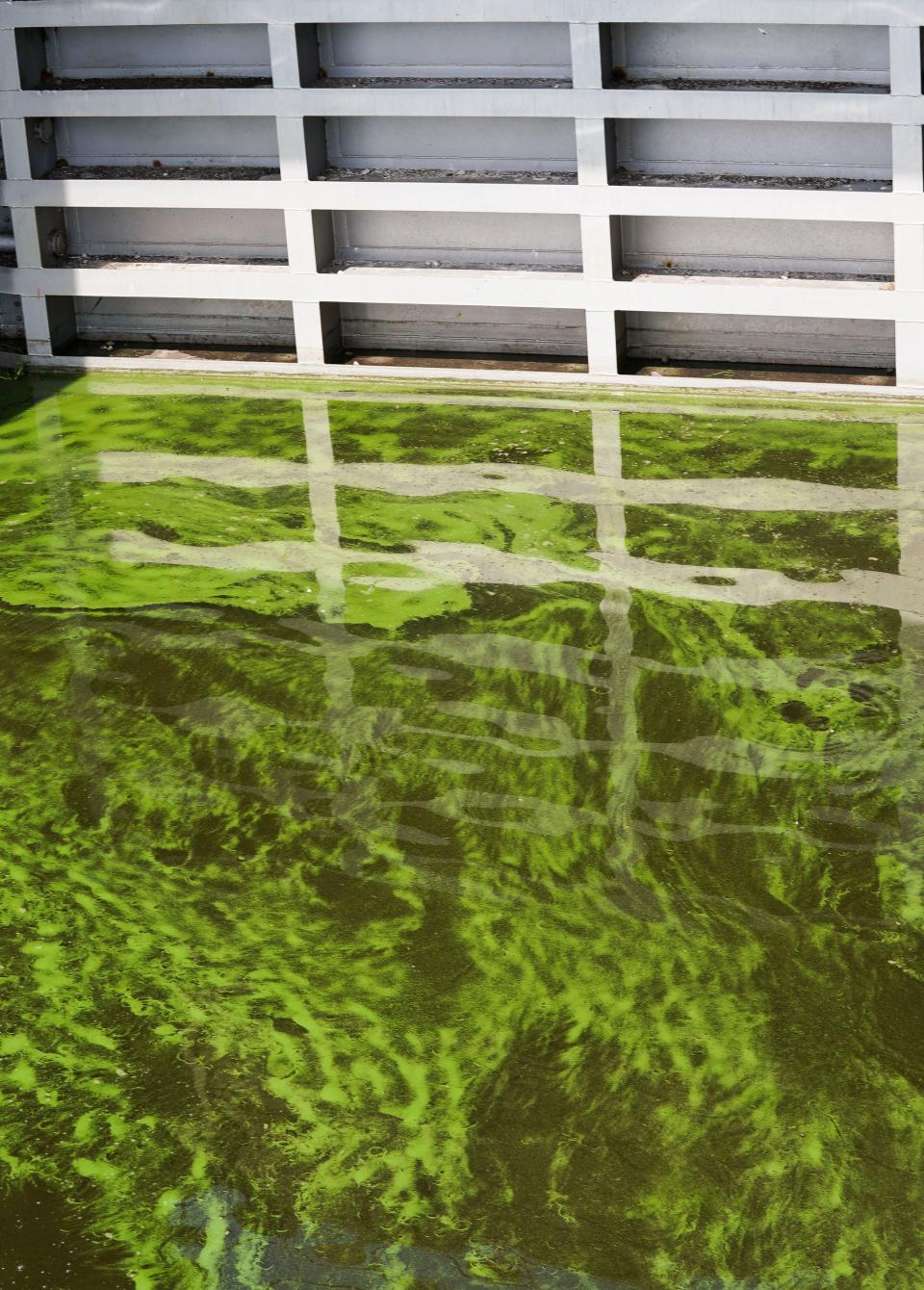 Lake Okeechobee water coated in cyanobacteria, or "blue-green algae", gathers around the Port Mayaca Lock and Dam, the structure that moves water from the lake into the C-44 Canal and the St. Lucie River on Friday, June 30, 2023, in Martin County.