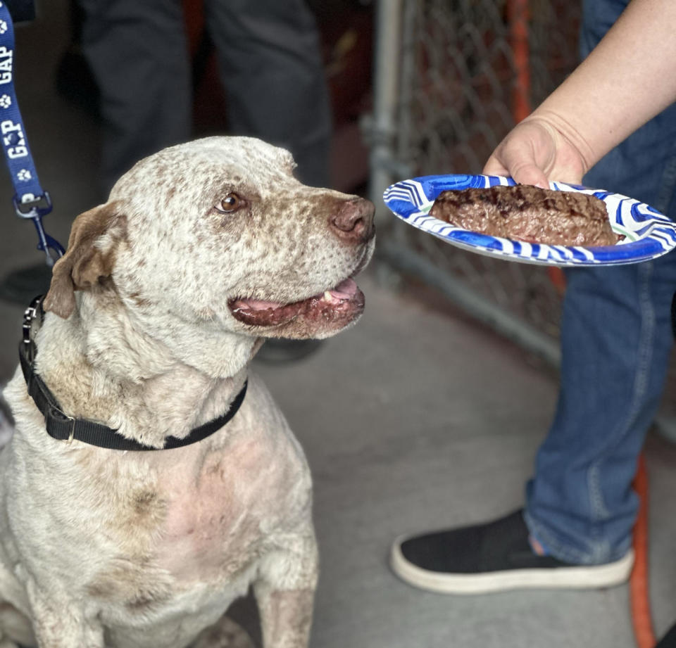 Pancho the dog (Courtesy Mattie Allen of Española Humane )