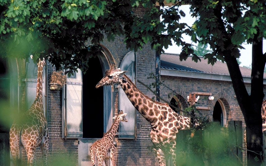 Might Regent's Park visitors spot a giraffe? Perhaps - Getty