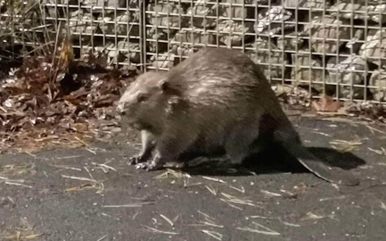 Police officers shared a photo of the runaway beaver in Plymouth on Twitter - SWNS