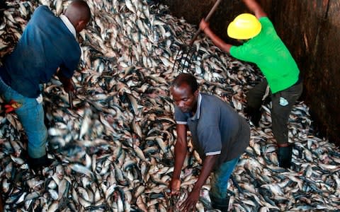 Employees move freshly caught fish at a factory in the Angolan coastal city of Benguela - Credit: AFP