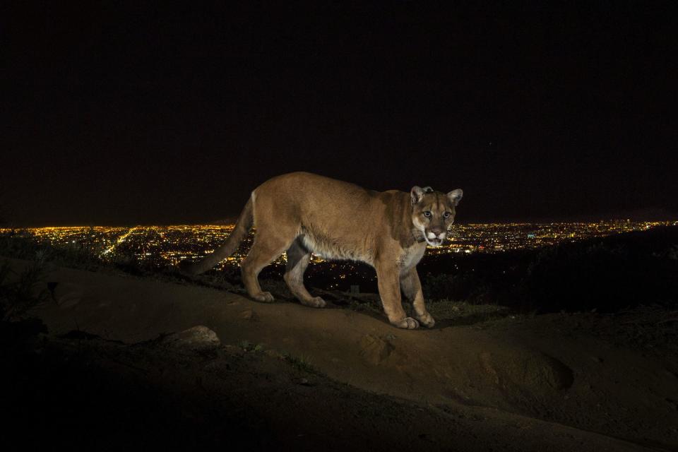 Steve Winter, a U.S. photographer working for National Geographic, won the 1st Prize on the Nature Stories category of the 2014 World Press Photo contest with his series of pictures which includes this one of a cougar walking a trail in Los Angeles' Griffith Park, captured by a camera trap March 2, 2013. REUTERS/Steve Winter/World Press Photo Handout via Reuters