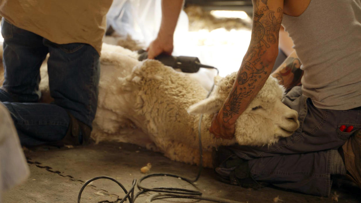 Toby holds an alpaca's head while Tom shears its 