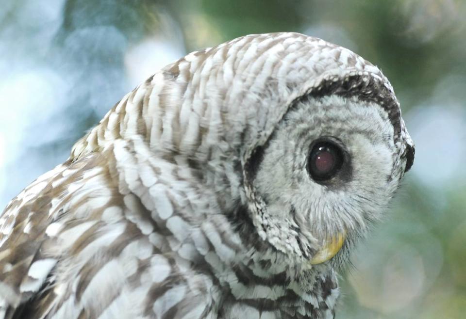 A barred Owl. Photo taken July 8, 2014.