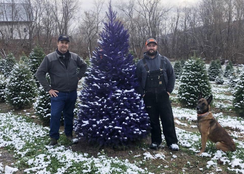 David and Benjamin Hanggi, along with Tiny, sell colorful Christmas trees at their Naples farm. Purple is big.