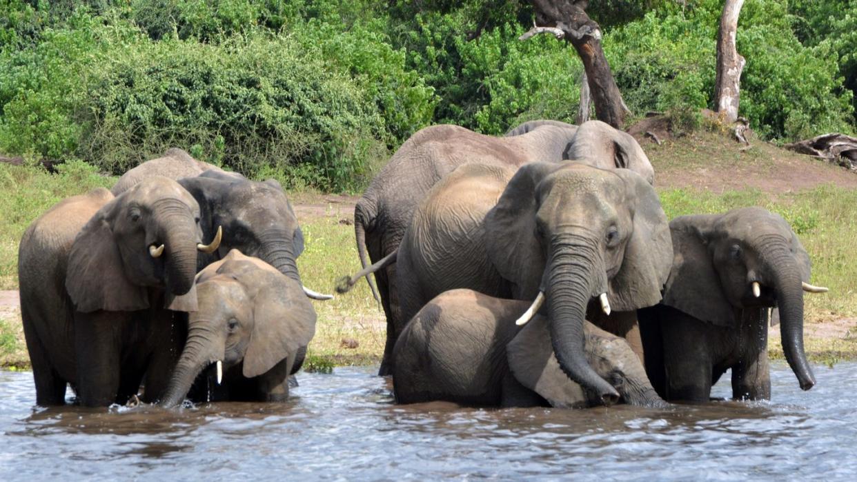 In Botsuana hat die Regierung die Jagd auf Elefanten wieder erlaubt. Die Jagd wird künftig aber streng kontrolliert. Foto: Charmaine Noronha/AP