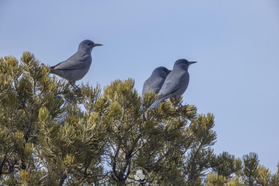 In this undated image provided by Christina M. Selby, three pinyon jays sit in a piñon tree in northern New Mexico. The environmental group Defenders of Wildlife announced Tuesday, April 26, 2022, that it is petitioning the U.S. Fish and Wildlife Service to protect the bird under the Endangered Species Act. (Christina M. Selby via AP)