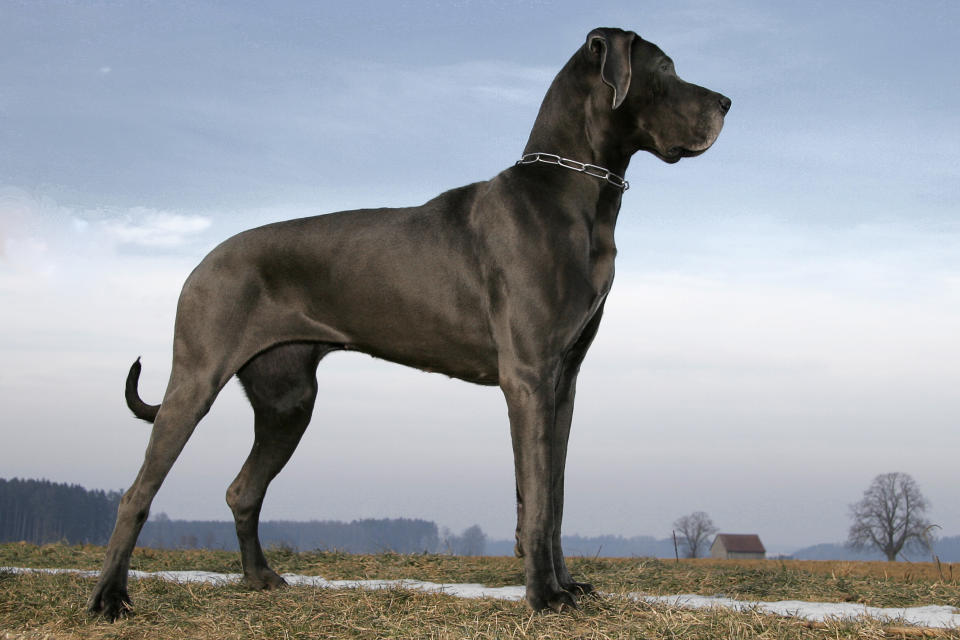 a Great Dane