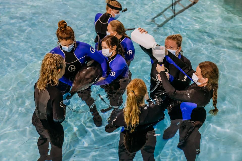 Officials said a dolphin is recovering at a Florida aquarium after being found stranded off the coast last week.