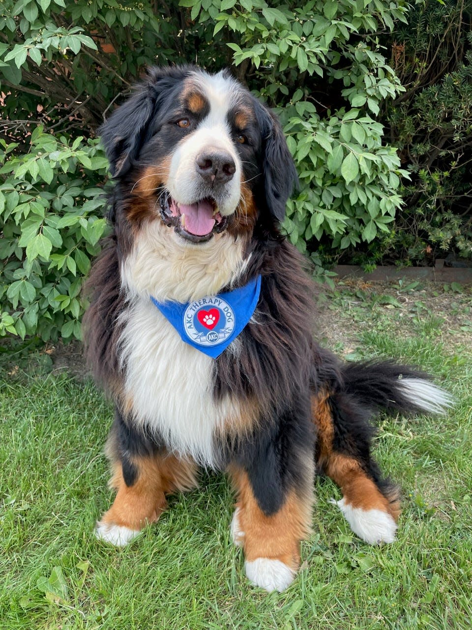 Link, a 7-year-old Bernese Mountain dog and Project Second Chance Monroe spokesdog, strikes a pose prior to his first interview.