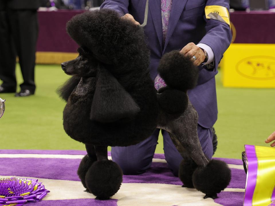 Dog handler Kaz Hosaka and Sage, Best in Show and Non-Sporting Group winner pose during the 148th Annual Westminster Kennel Club Dog Show - Best In Show at Arthur Ashe Stadium on May 14, 2024 in Queens, New York.