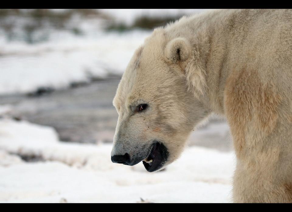 KINGUSSIE, SCOTLAND - DECEMBER 07:  Walker the polar bear plays with a hard hat on his third birthday at the Highland Wildlife Park on December 7, 2011 in Kingussie, Scotland. Walker was born in Rhenen Zoo in Holland on 7th December 2008. He came to live at the Highland Wildlife Park after his  aunt, Freedom, became pregnant and needed to retire to her cubbing den, his mother was also due to come on heat and be reintroduced back to the Zoo's adult male, Walker's dad.  (Photo by Jeff J Mitchell/Getty Images)